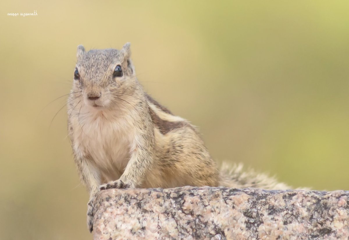 Something is wrong here.. Its too quiet... 

#squirrel #squirrellife #pet #animal #wildlife #wildlifephotography #Hyderabad #shotoftheday