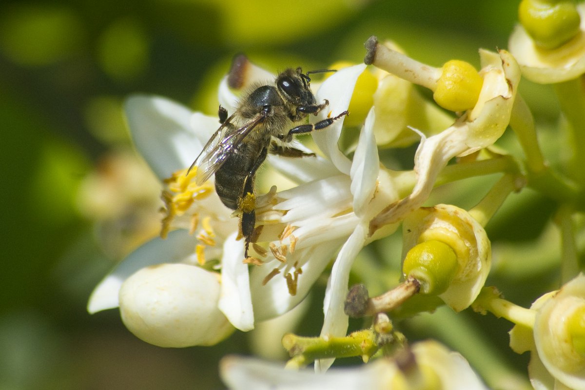 Día Internacional de la #Tierra, jornada para reflexionar y poner en marcha mecanismos para proteger el #medioambiente  y reducir los niveles de contaminación que sufre el #planeta, protejamos a las #abejas y ellas nos seguirán cuidando. Adelante apicultores de todo el mundo.