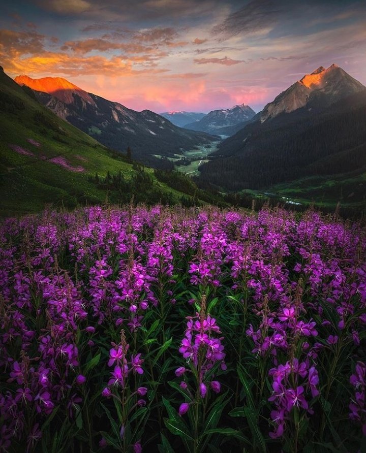 earthcurated's tweet photo. Wildflowers in Colarado. https://t.co/Dpe1cuLkBV