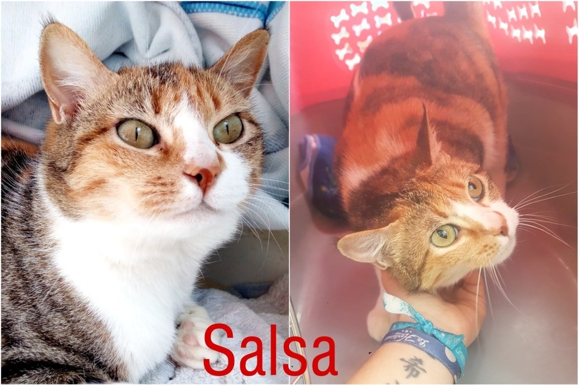 SALSA era una gatita sociable de 3 años que vivía en la calle. Rosa la recogió para adoptarla, con la mala suerte de ser positiva a leucemia y no poder convivir con su gata. Por ahora vive en una cochera, hasta que sea adoptada o encontremos casa de acogida donde no haya gatos😔