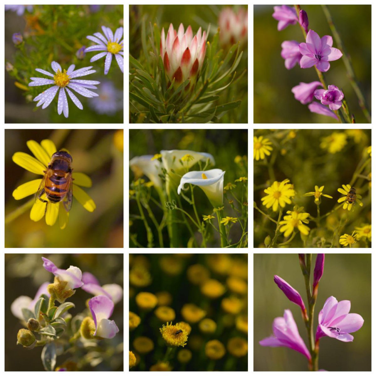 WaterkloofWines's tweet photo. A bouquet of fynbos blooms, with love from Waterkloof on #EarthDay 💐🐝

#GrowingGoodness #BillionShadesOfGreen #Connect2Earth #StayHome https://t.co/rPypfD3ZIb