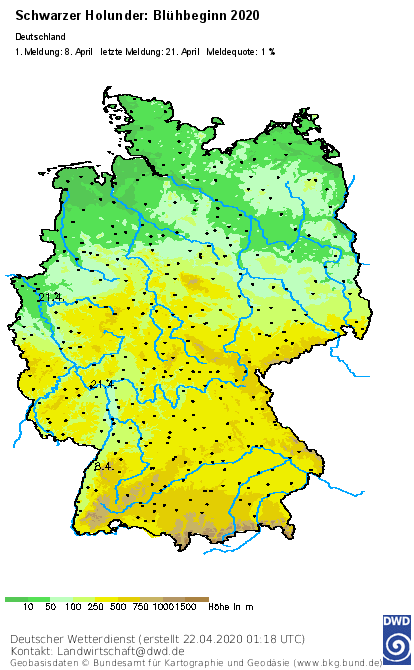 DWD_klima's tweet photo. Mit dem #Blühbeginn des #Schwarzen #Holunders hat der #phänologische #Frühsommer begonnen! Im Westen Deutschlands wurde dies von unseren ehrenamtlichen Beobachtern vereinzelt schon gemeldet. Mehr zu den #phänologischen #Jahreszeiten: https://t.co/IYbkDBNvsg https://t.co/mPoosUPFWG