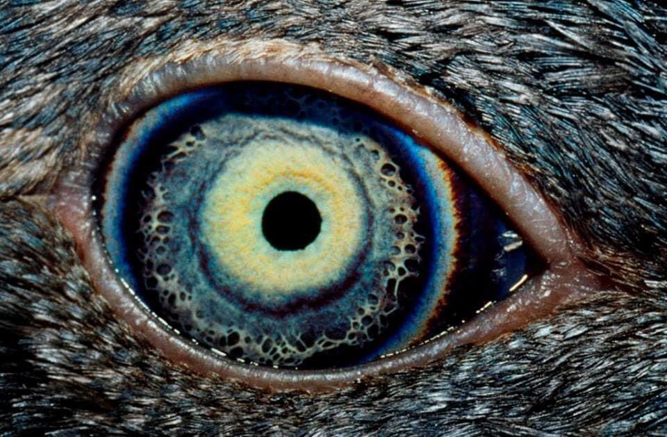 Les penguoins ont des yeux qui leurs permettent de voir clair sous l’eau