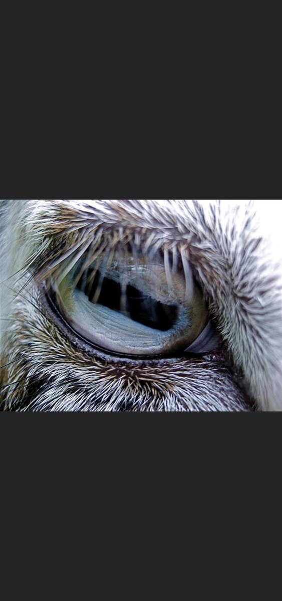 Les chèvres ont une vision à 330 degrés grâce à leurs pupilles larges, contrairement aux humains (180 degrés)