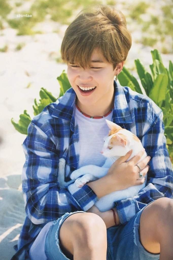 jimin with cats 