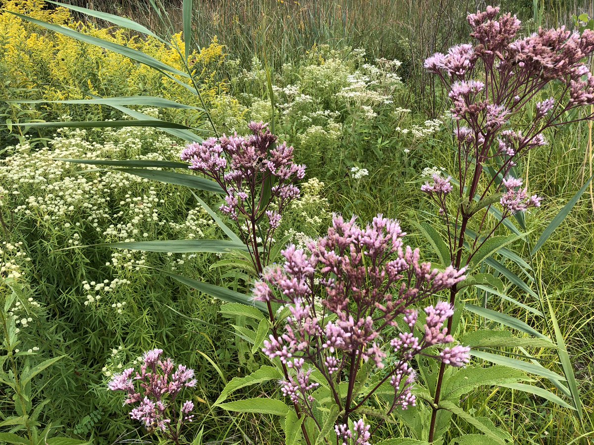 Happy #EarthDay from all of us at #ALUS Norfolk! Although field operations have been temporarily scaled back, today we are reflecting on the 1,300+ acres of environmental restoration projects we’ve established in conjunction with our generous Norfolk farmers. #makingadifference