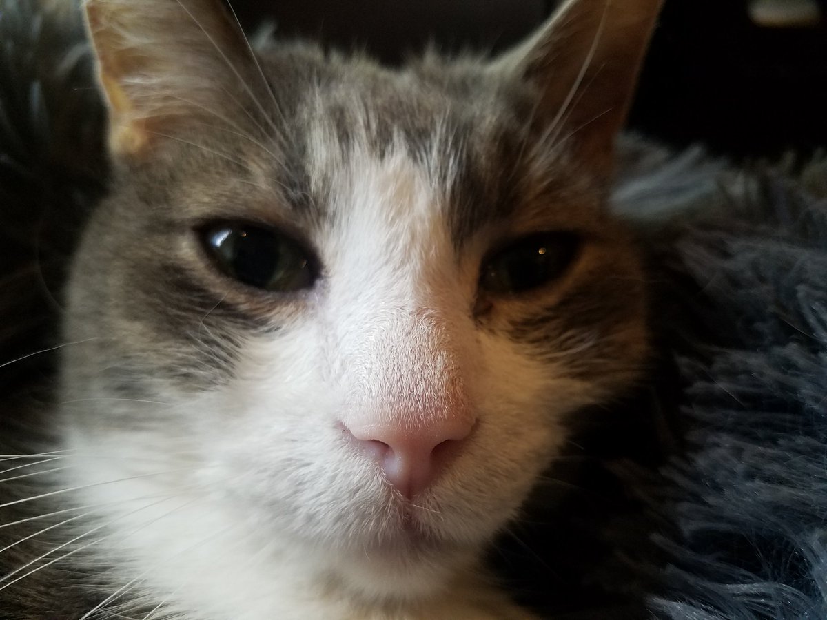 PussycatNaughty's tweet photo. WHY NOT post our bare kitty noses to show support and love for our humans who must cover theirs 😷 😷Let’s show our bare kitty noses all week. #KittyNoseWeek Today here’s mine and Pinot's. Show me yours #CatsOfTheQuarantine #CatsOfTwitter #cats #WFH #QuarantineCats #CatLife https://t.co/GrcBvujTmG