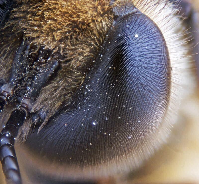 Les lentilles des abeilles leurs permettent de visualiser les rayons ultra-violet contrairement à l’Homme