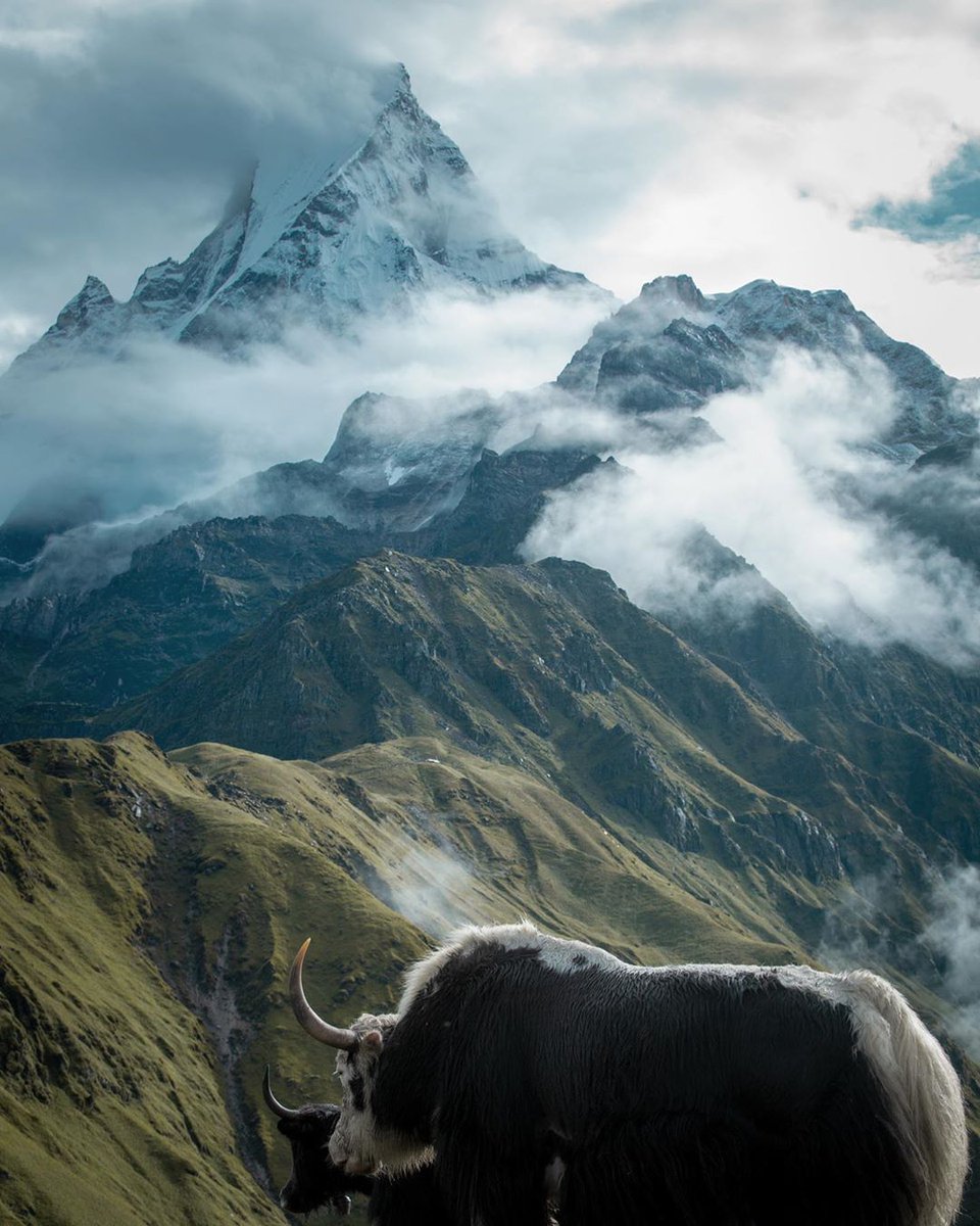 TheVisualYatra's tweet photo. Can you guess the name of the mountain?

📸  @gokuldhungel.photography #TheVisualYatra #earth #Himalayas https://t.co/OchGjYWUE3