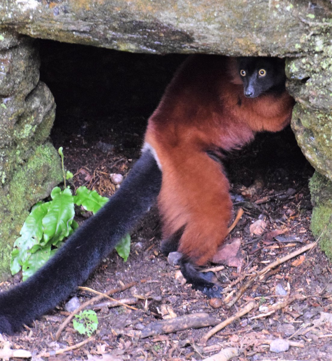 diamondaggers's tweet photo. Happy 1st Birthday to Jaky and Mena, red-ruffed lemur twins @PaigntonZoo https://t.co/fs3ZTgL4Wi
