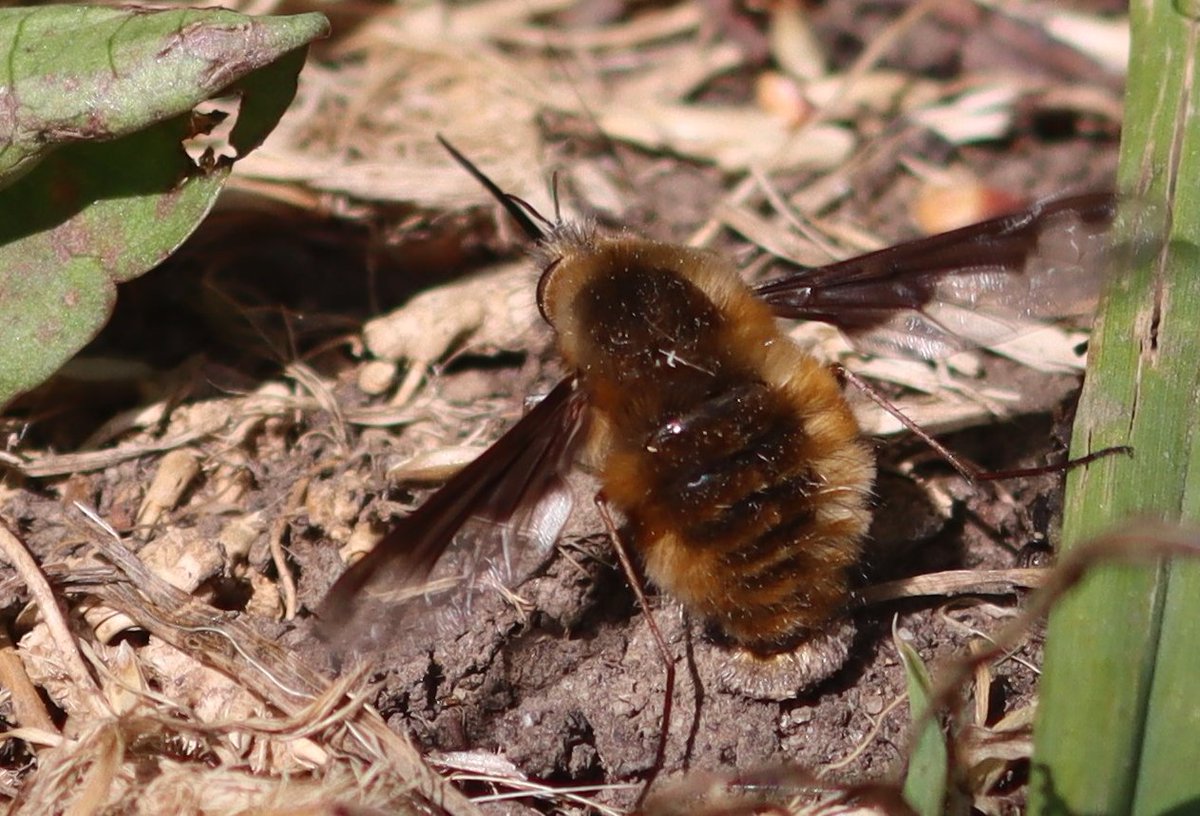 flygirlNHM's tweet photo. Check out this ladies bum bag! Its enormous - she has probably got the kitchen sink in there!!
#Bombyliusmajor #mygarden #workingfromhome #beeflywatch2020
@WildlifeMag @SoldierfliesRS @DipteristsForum @Buzz_dont_tweet https://t.co/7XQyIRI2ih