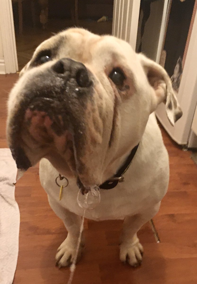AlexesR's tweet photo. @OwainWynEvans  Meet Hugo, my hilariously grumpy old rescue bully ❤️😘 https://t.co/oJ193a7MXO