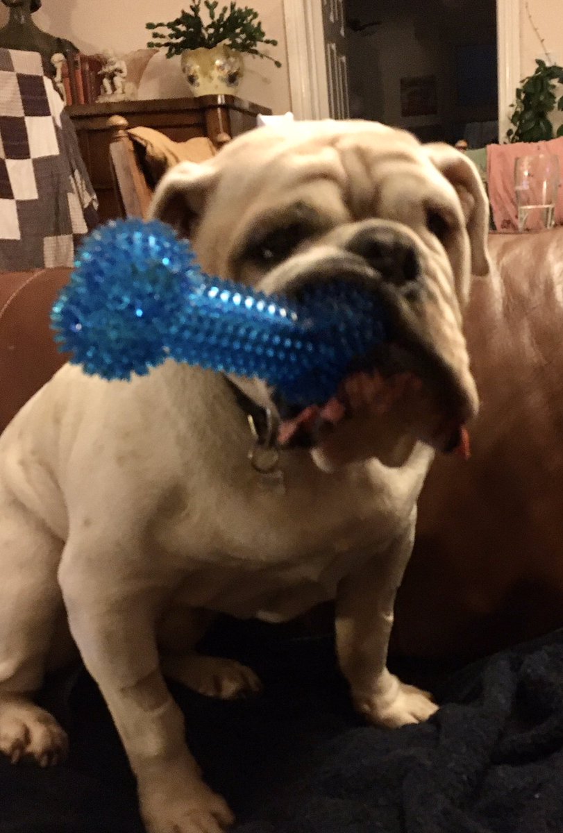 AlexesR's tweet photo. @OwainWynEvans  Meet Hugo, my hilariously grumpy old rescue bully ❤️😘 https://t.co/oJ193a7MXO
