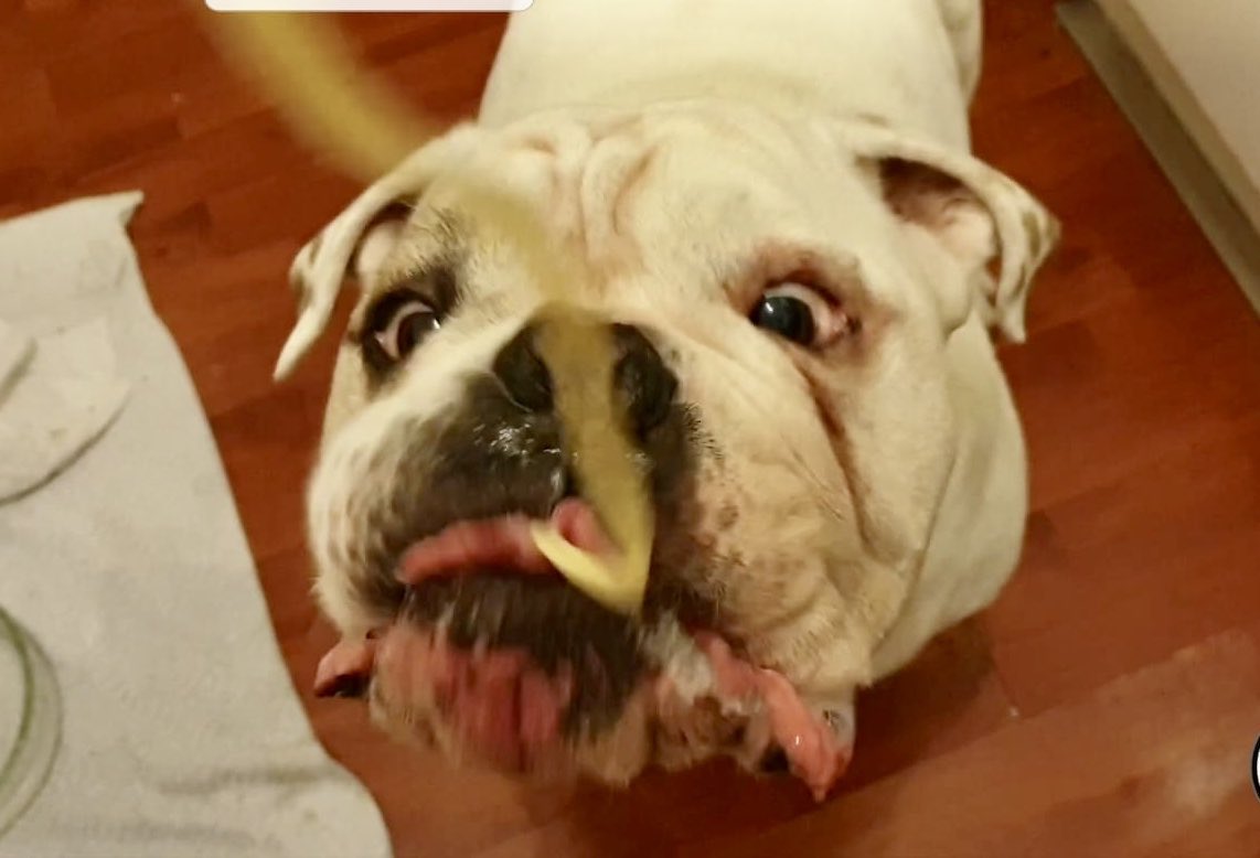 AlexesR's tweet photo. @OwainWynEvans  Meet Hugo, my hilariously grumpy old rescue bully ❤️😘 https://t.co/oJ193a7MXO