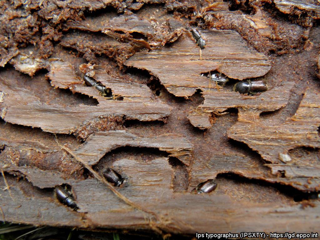 The <a href="/Euphresco/">Euphresco network</a> project Range expansion of bark beetles in the genus Ips (ECLIPSE) ready to start #planthealth, #Ips, #forest, #biology, #epidemiology, #risks, #ClimateChange  zenodo.org/record/3760747…