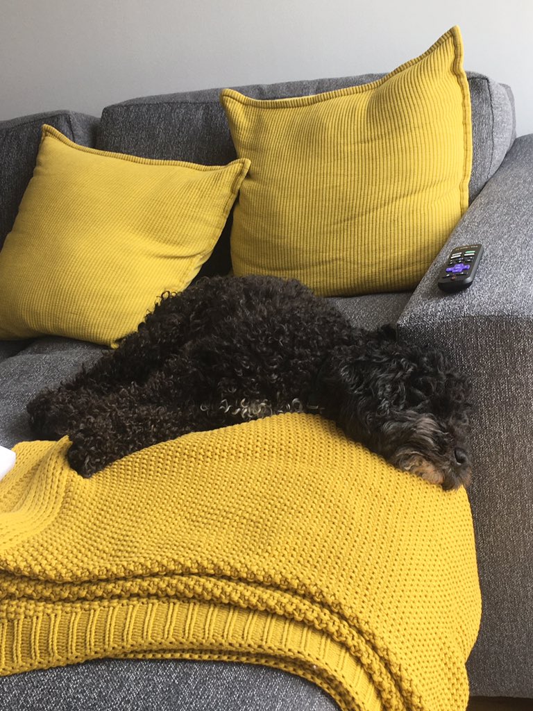 vickiconnerty's tweet photo. @Shian_Denovan If I was nearer I’d lend you this furry eejit...xxx https://t.co/Cp5IYy8fgp