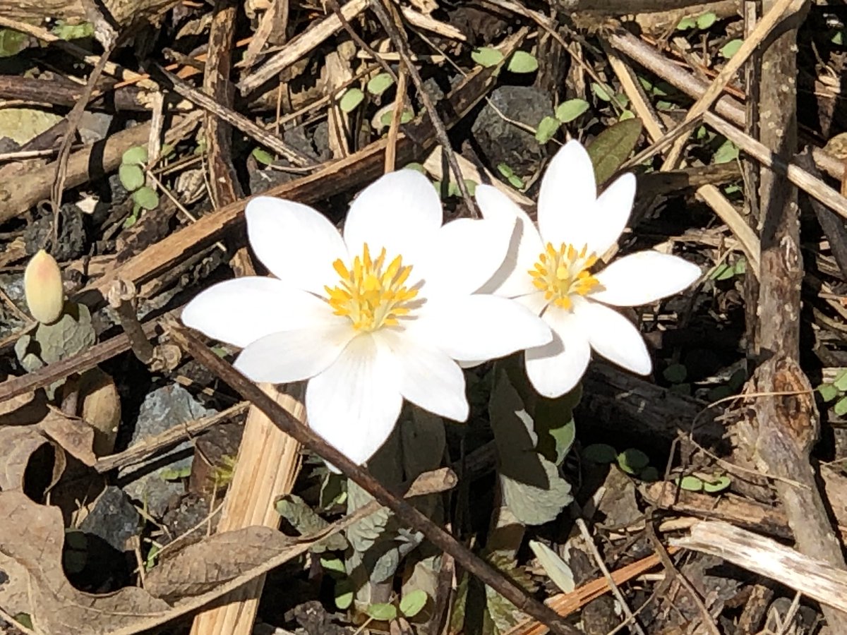 McLennan1977's tweet photo. Exploring doubles in #nature. What do you see, think, wonder mathematically about these flowers? How many petals are there altogether? Predict how many total petals for 3, 4, 5, 10 flowers. Using repeated addition or multiplicative thinking #outdoors. #joyfulmath #MTBoS https://t.co/WUP1jj5N8k