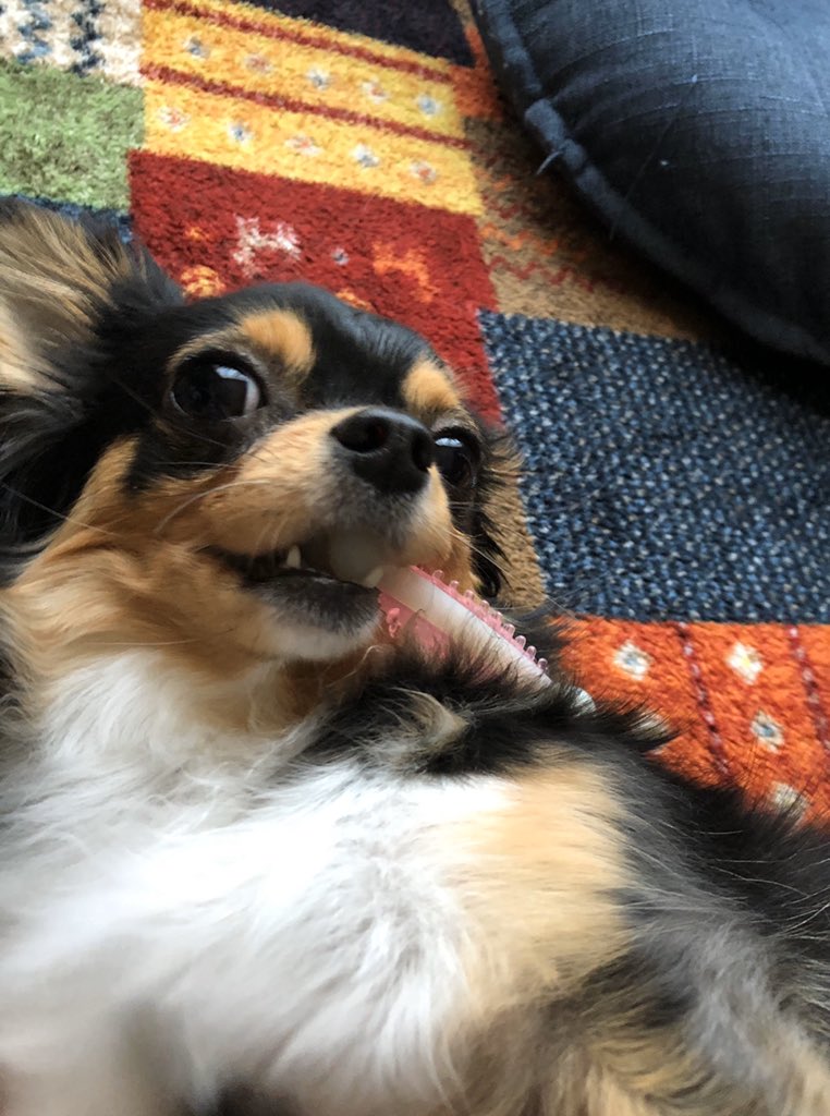 子犬の歯磨き やり方のコツ いつから始める 頻度は 犬のq A集 Dogoo Com