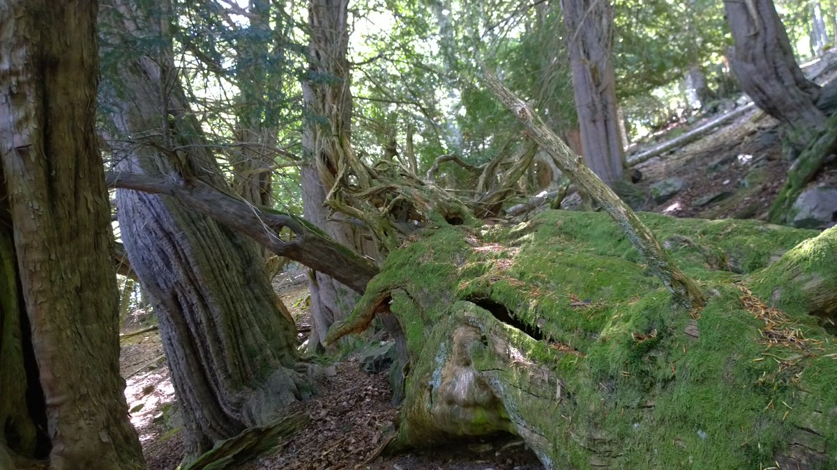 Fundació Sèlvans tweet media