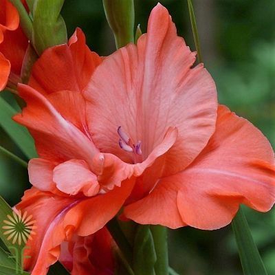 Elizabeth Midford-gladiolusmeaning: strength, protection