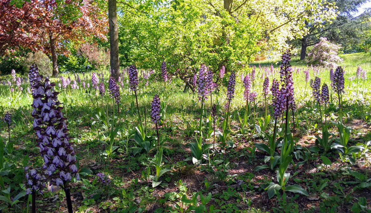 In occasione della giornata della Terra 2020  #Earthday Con il progetto #Lifeorchids  cofinaziato dal <a href="/LIFEprogramme/">LIFE Programme</a>  cerchiamo di proteggere la terra in tutta la sua bellezza. Aiutaci anche tu diventando custode di orchidee <a href="/ParcoPortofino/">Parco di Portofino</a> @MarzioMarzorati <a href="/JacopoCalevo/">Jacopo Calevo</a>