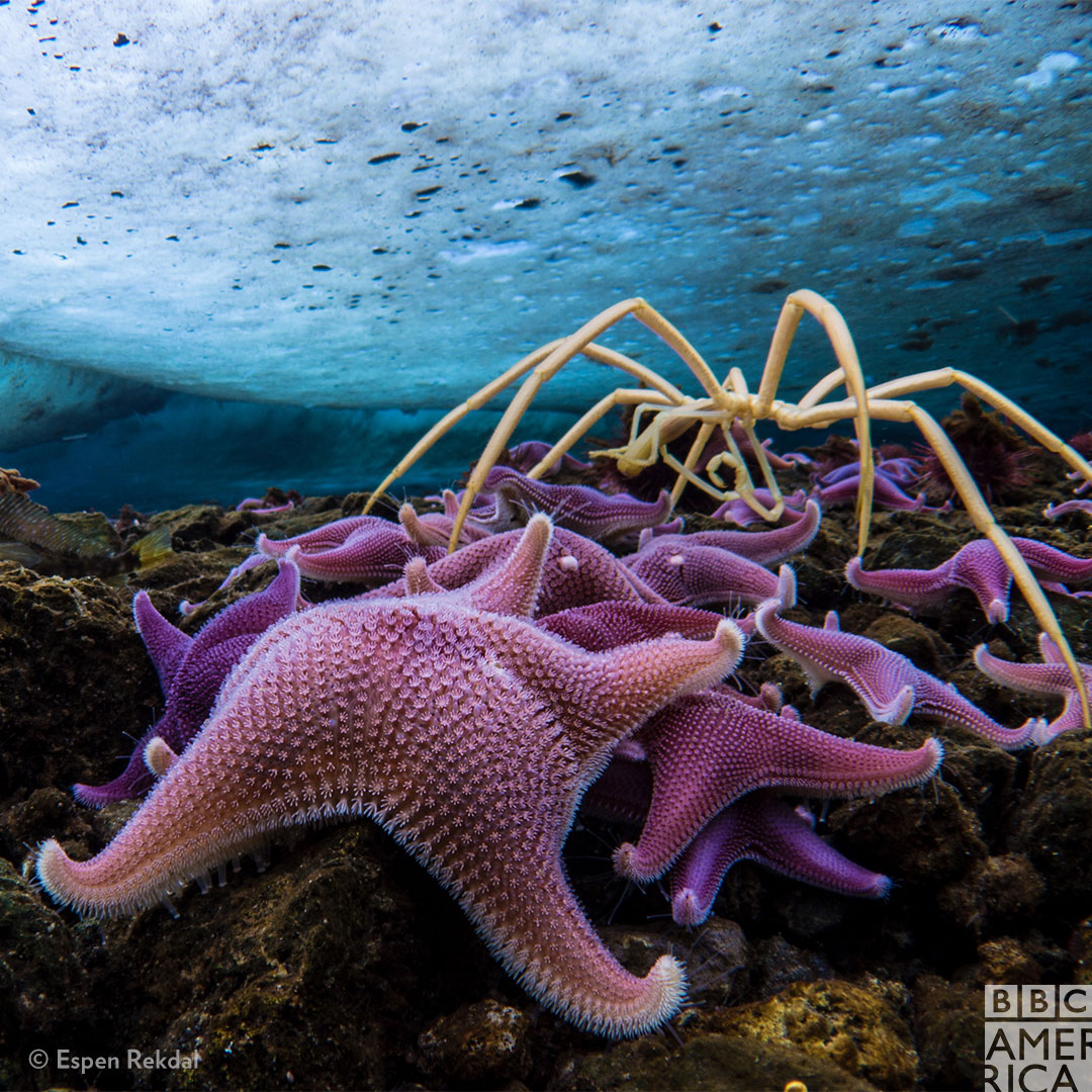 Despite not having any blood or brains, starfish are able to live to around 35 years.  #SevenWorldsOnePlanet