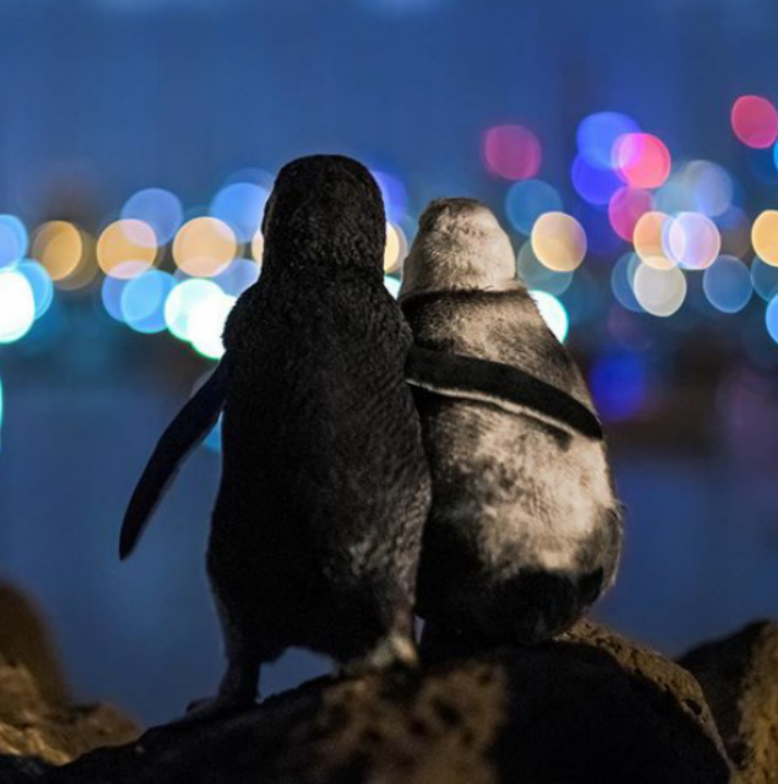 BethanEHalls's tweet photo. At South Pole, we love all penguin-related news. On #earthday2020 when everyone is partaking in #hugatreenotme, this is the ultimate hug story #penguinhugs 

https://t.co/KXK7za0FP9 https://t.co/HgJWUovQFy