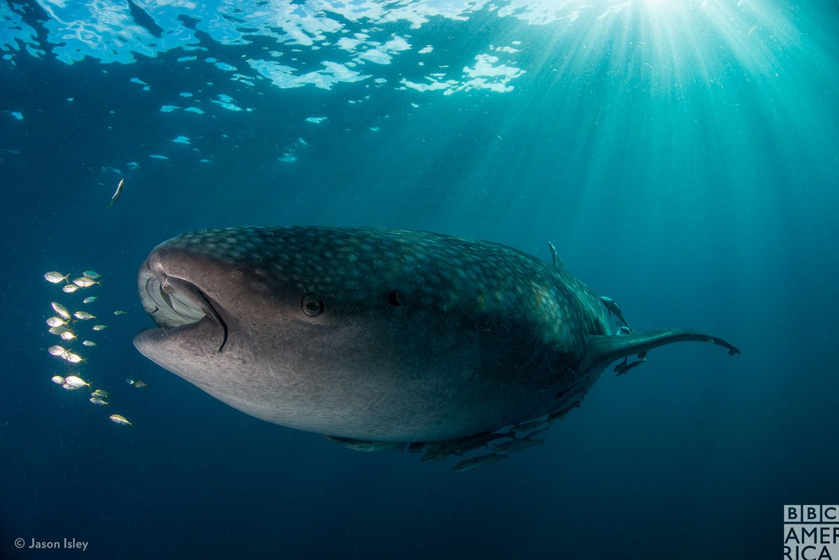 Whale sharks can process 6,000 liters of water an hour through their gills.  #SevenWorldsOnePlanet