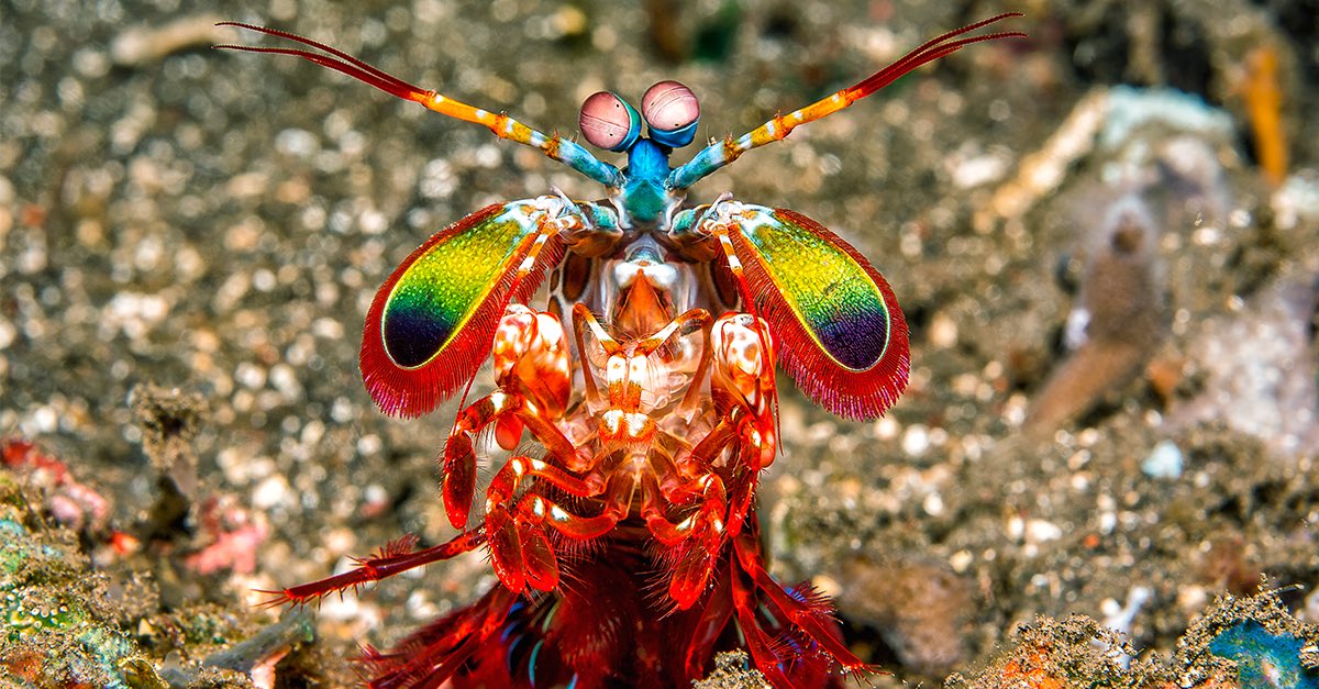 Les crevettes-mante possèdent 12 photorécepteurs (l’Homme en a 3, rouge vert et bleu). Elles peuvent détecter la polarisation de la lumière et les ultra-violet. Ces yeux sont très étudiés car ils pourraient permettre de détecter les cellules cancéreuses.