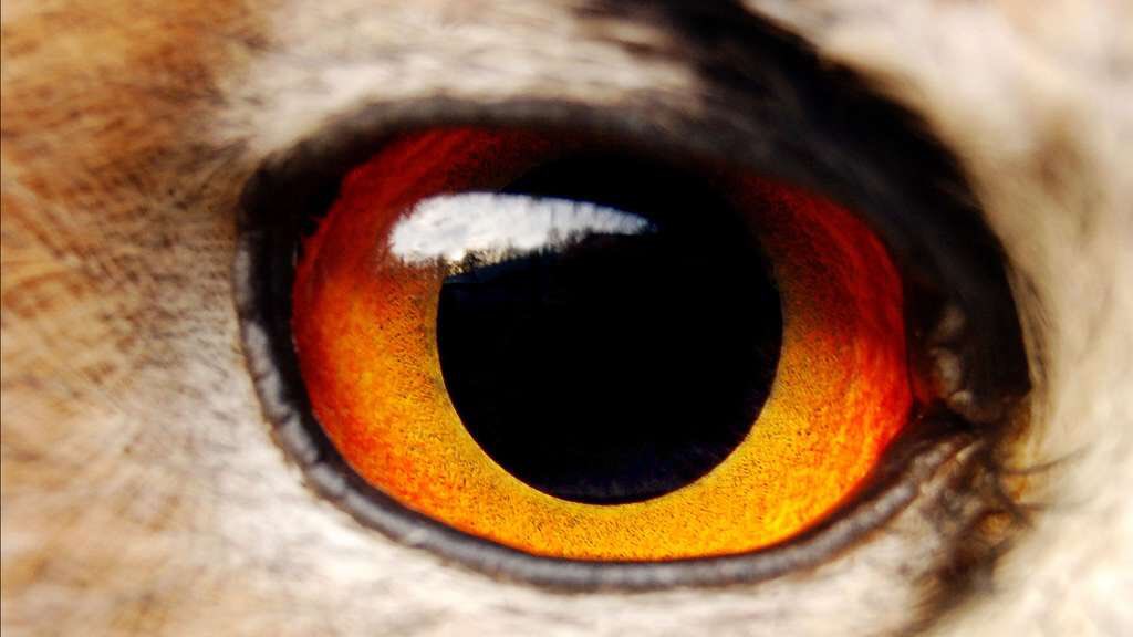 L'œil d'un aigle adulte possède une vue huit fois plus perçante que celle de l'humain.
