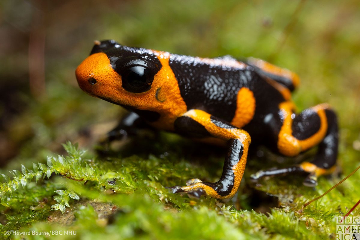 Poison dart frog adult males are no bigger than a human thumbnail.  #SevenWorldsOnePlanet