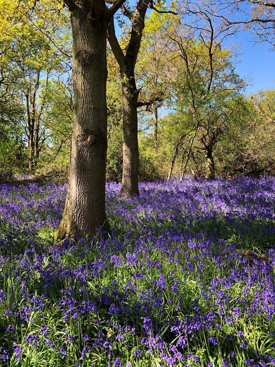 Beautiful spring day, through ancient woods where bluebells have grown for many years - by @glynpierson ~ Weather Photography Favourites - buff.ly/3boWNUc #bluebells #StormHour