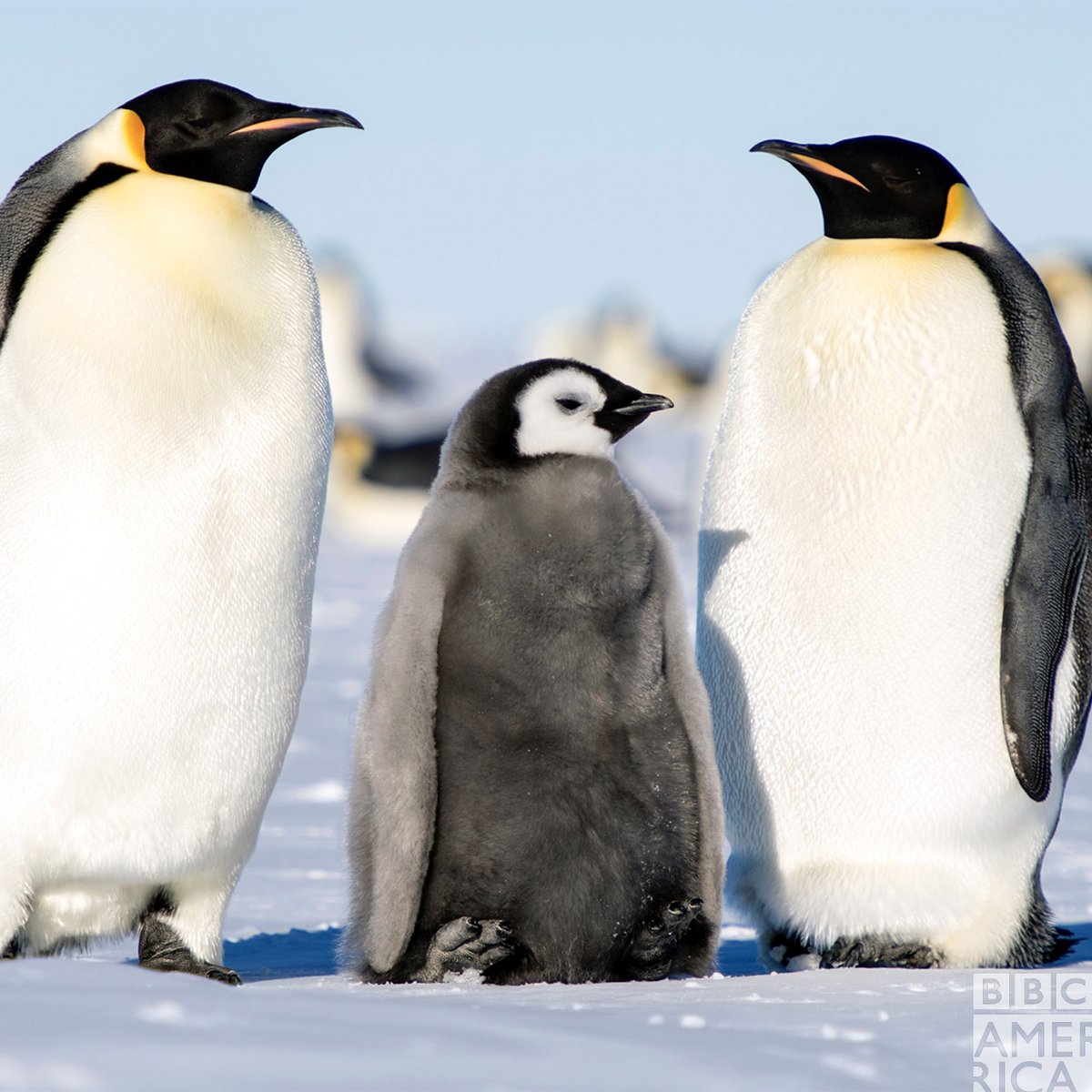 Emperor penguins can dive to depths of 500m!  #Dynasties