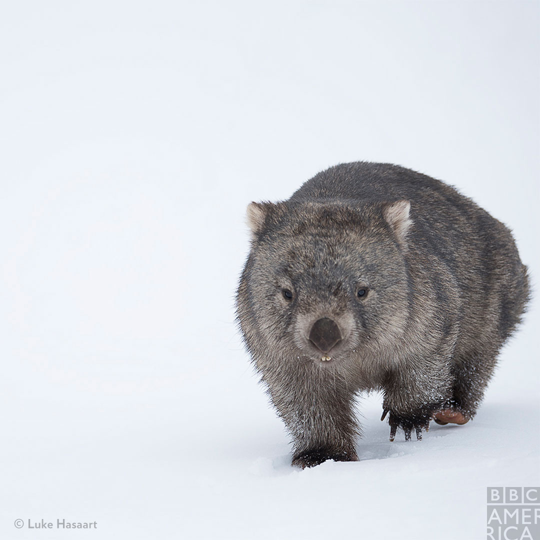 Wombats like other marsupials have a pouch; however, unlike other marsupials it is located on their backs.  #SevenWorldsOnePlanet