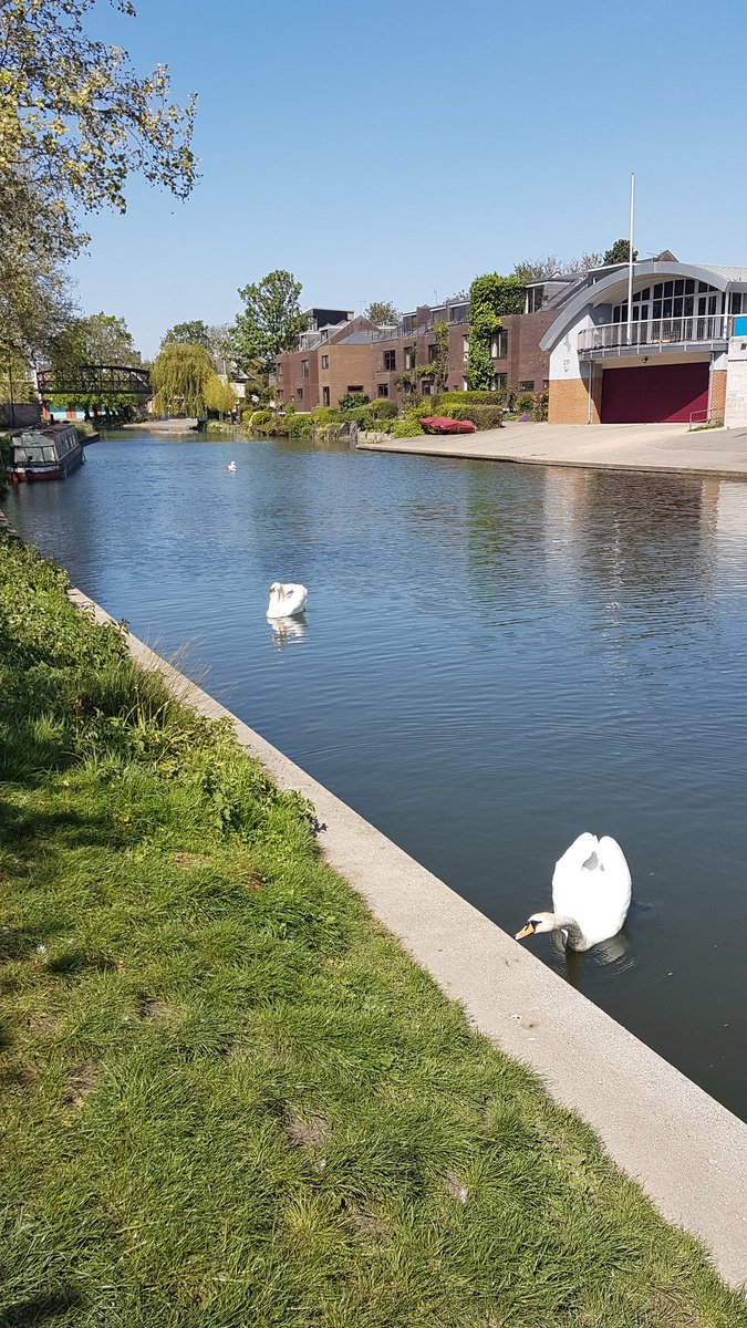 Success!! Well sort of. Some swans, a beauitful dragonfly and a lion....