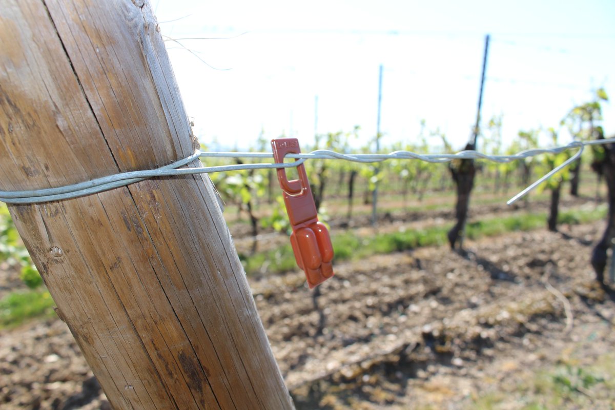 Armbruster_68's tweet photo. ▶️La pose des capsules pour mettre en place la confusion sexuelle dans le vignoble #alsacien est en cours ! Pour en savoir plus rendez-vous sur https://t.co/ObTMXhzaD3 #biocontrole #biodiversité #alsace https://t.co/HWjuRvUQ16