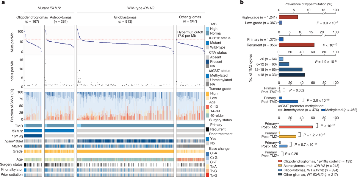 ensembl's tweet photo. How does #hypermutation develop in #glioma? 🧠
What does it mean for the response to #immunotherapy?
New insights from a @nature study:
https://t.co/5oF9gK4juB
#CitedEnsembl #EnsemblVEP #Cancer https://t.co/24G8cYLWiR