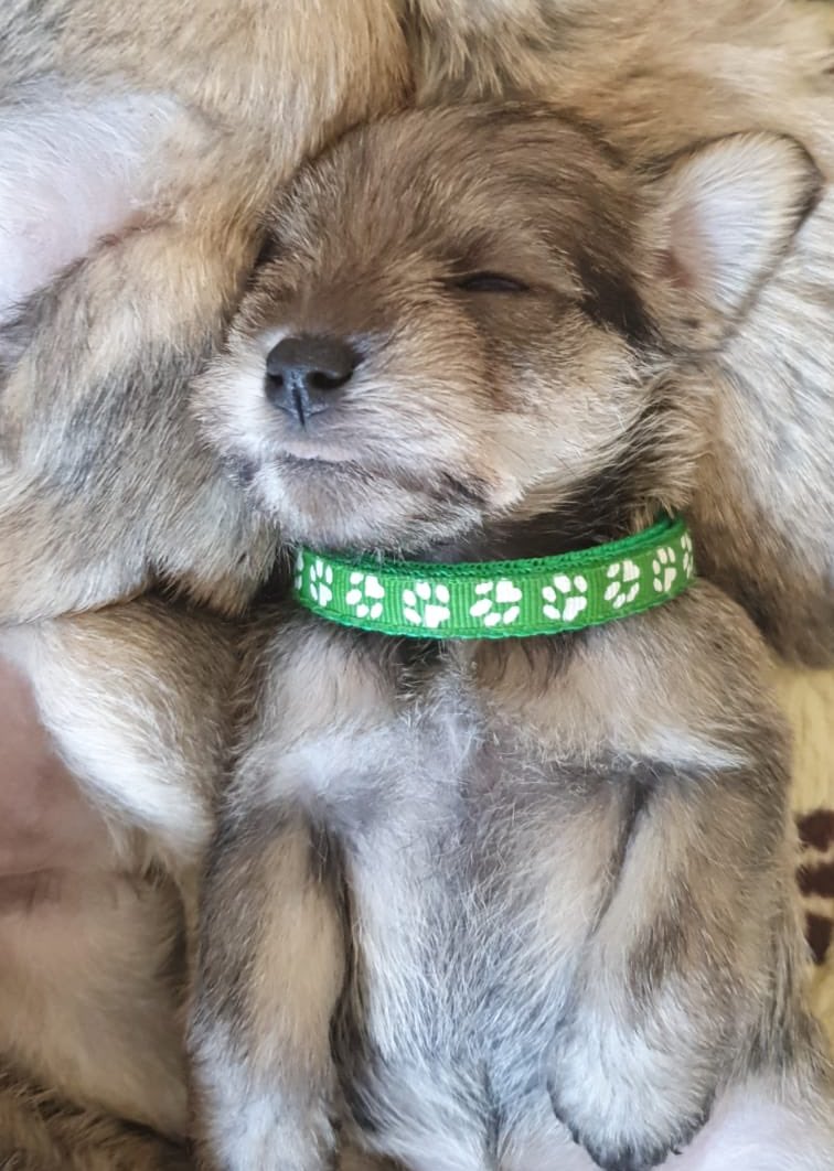 leah ní mhurchú tweet media