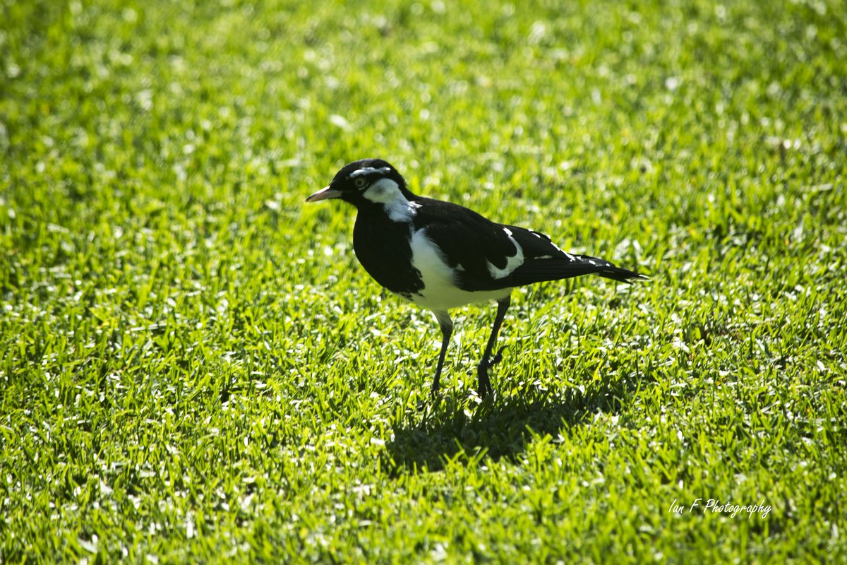 IanFPhotograph1's tweet photo. Happy #EarthDay2020, to celebrate, some #birds from around the #CBD of #Brisbane. #aussiebirds #birdwatching #stayhome #StayStrong #StaySafe https://t.co/qK8bu6Teus