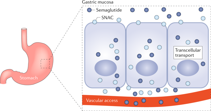 From the April issue - a Perspective on advances in oral peptide therapeutics by <a href="/DanielJDrucker/">Daniel J Drucker</a> rdcu.be/b3Iqu