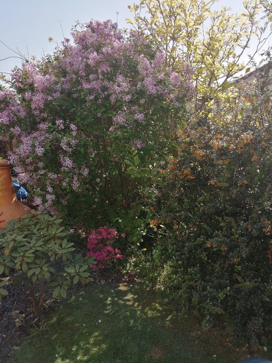 Parts of the garden are beginning to look blooming lovely