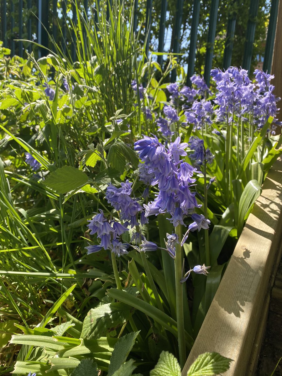 Lovely warm walk to our allotment in #Braintree with <a href="/barryhockley42/">Barry Hockley</a> on our #Borishour today. Our allotments looking superb this year, the only positive to these weird times we are living in #StayAtHome #lockdown #onehouraday