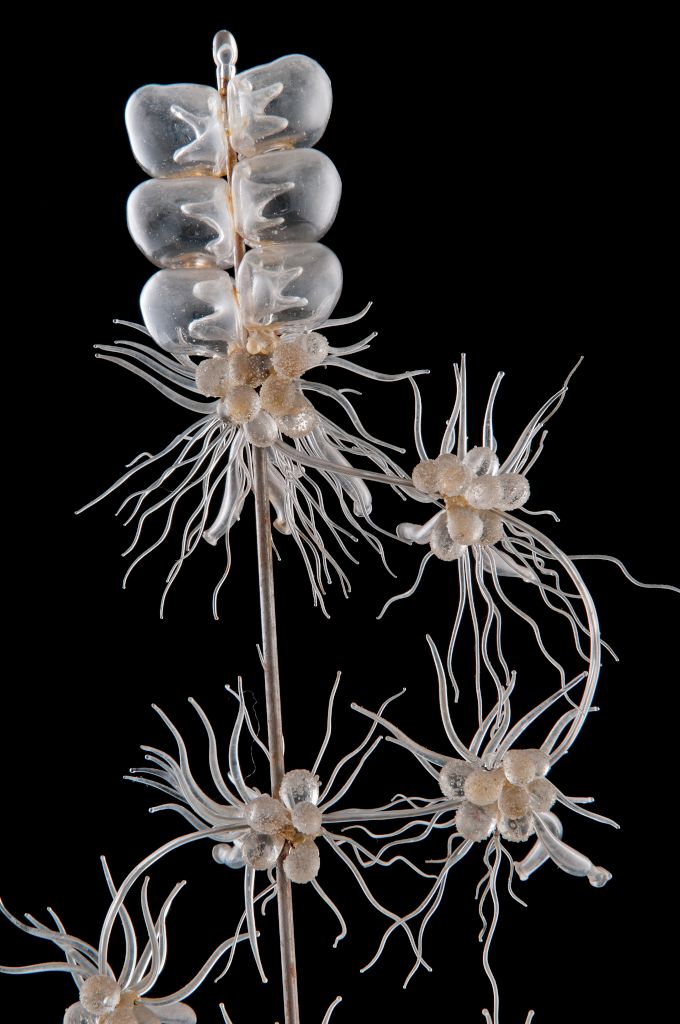 DrewHarvell's tweet photo. Stunning live #siphonophore. Here is a related species of #apolemia in #Blaschkaglass from #ASeaofGlass and @Cornell collection. Its almost 12 inches high... https://t.co/gDxRtseaRc