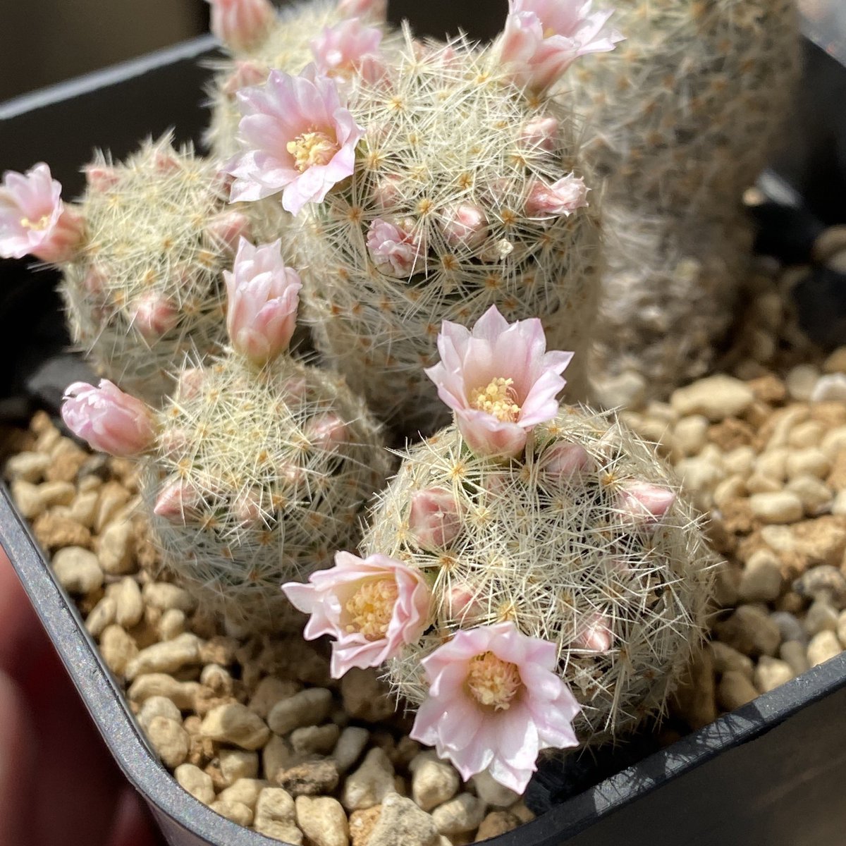 サボテン 植え 替え 時期 サボテン 植え 替え 時期