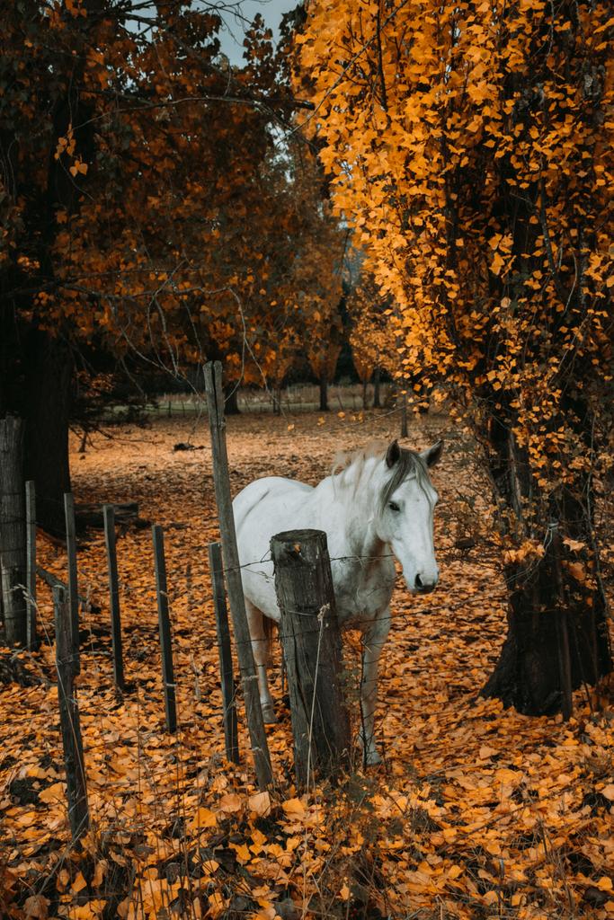 TinchoNamor's tweet photo. Un poco del otoño en la Patagonia 🍂 https://t.co/IoQZ9lgCBA