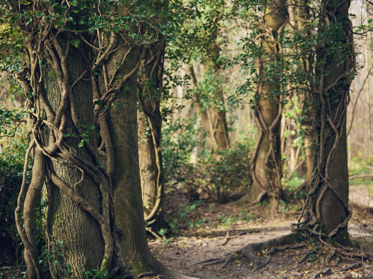 ForestsWF's tweet photo. Thank you @mrhughfox for your your photos of ancient forests in #StanmerPark to help us celebrate #EarthDay2020
#Brighton #AllForEarth #NatureNow #Trees #AncientForests #Deforestation #ForTheTrees #Nature #PlantMoreTrees https://t.co/NBvvGxSJ9h