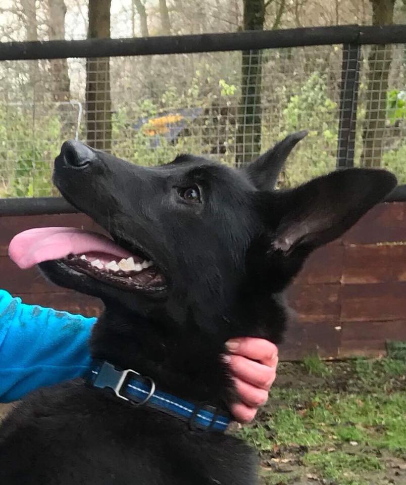 gsrescueelite's tweet image. Fabulous Flash is around 4yrs old and has been with us since Sept 17, he is a bright and eager lad who can live with older kids and other #dogs but can be a bit protective of his people 
#GermanShepherd #Essex
gsrelite.co.uk/flash/