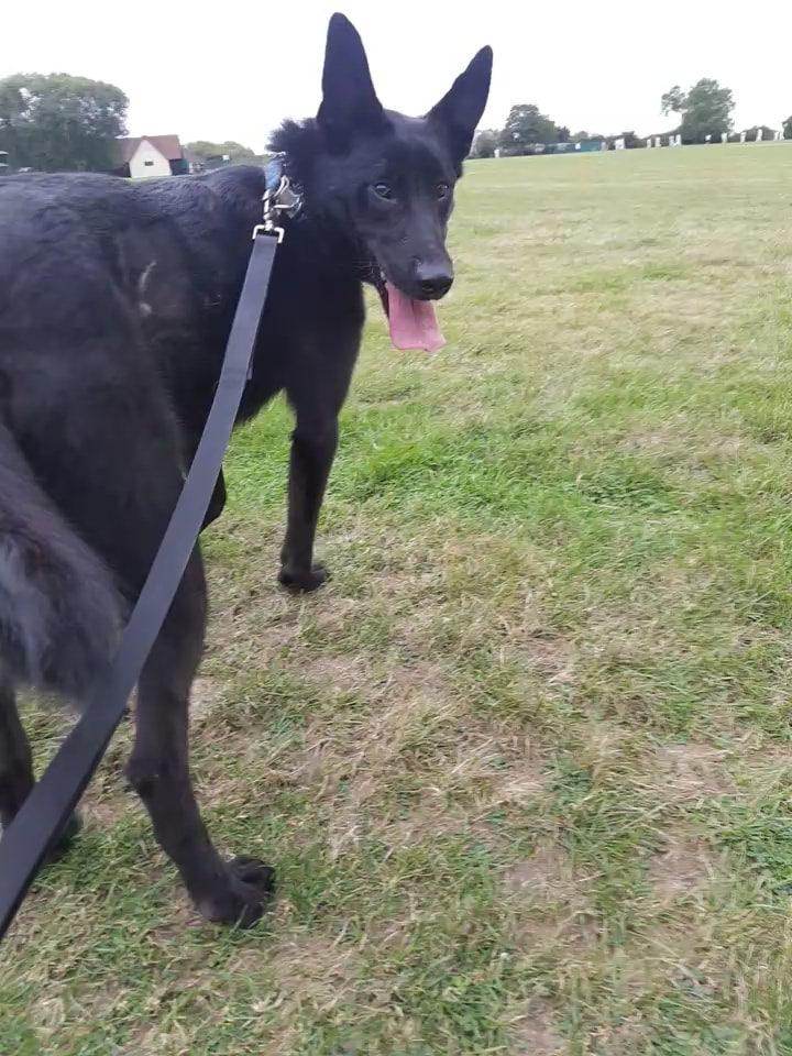 gsrescueelite's tweet image. Fabulous Flash is around 4yrs old and has been with us since Sept 17, he is a bright and eager lad who can live with older kids and other #dogs but can be a bit protective of his people 
#GermanShepherd #Essex
gsrelite.co.uk/flash/