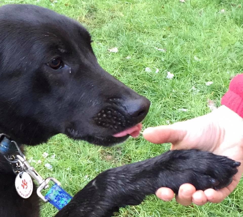 gsrescueelite's tweet image. Fabulous Flash is around 4yrs old and has been with us since Sept 17, he is a bright and eager lad who can live with older kids and other #dogs but can be a bit protective of his people 
#GermanShepherd #Essex
gsrelite.co.uk/flash/