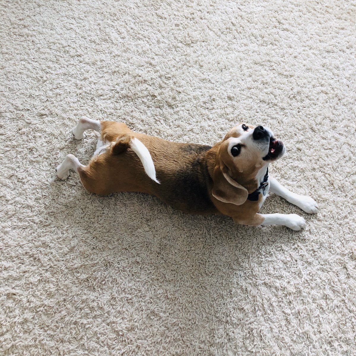 On April 22, 2020, celebrate #NationalBeagleDay by sharing a photo of your #beagle below with the hashtag #NationalBeagleDay!